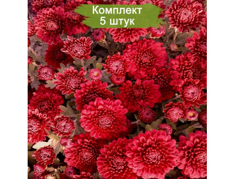 Комплект 5шт / Хризантема Глори Ред (Мультифлора/Красная) Комплект 5шт / Хризантема Глори Ред (Мультифлора/Красная)